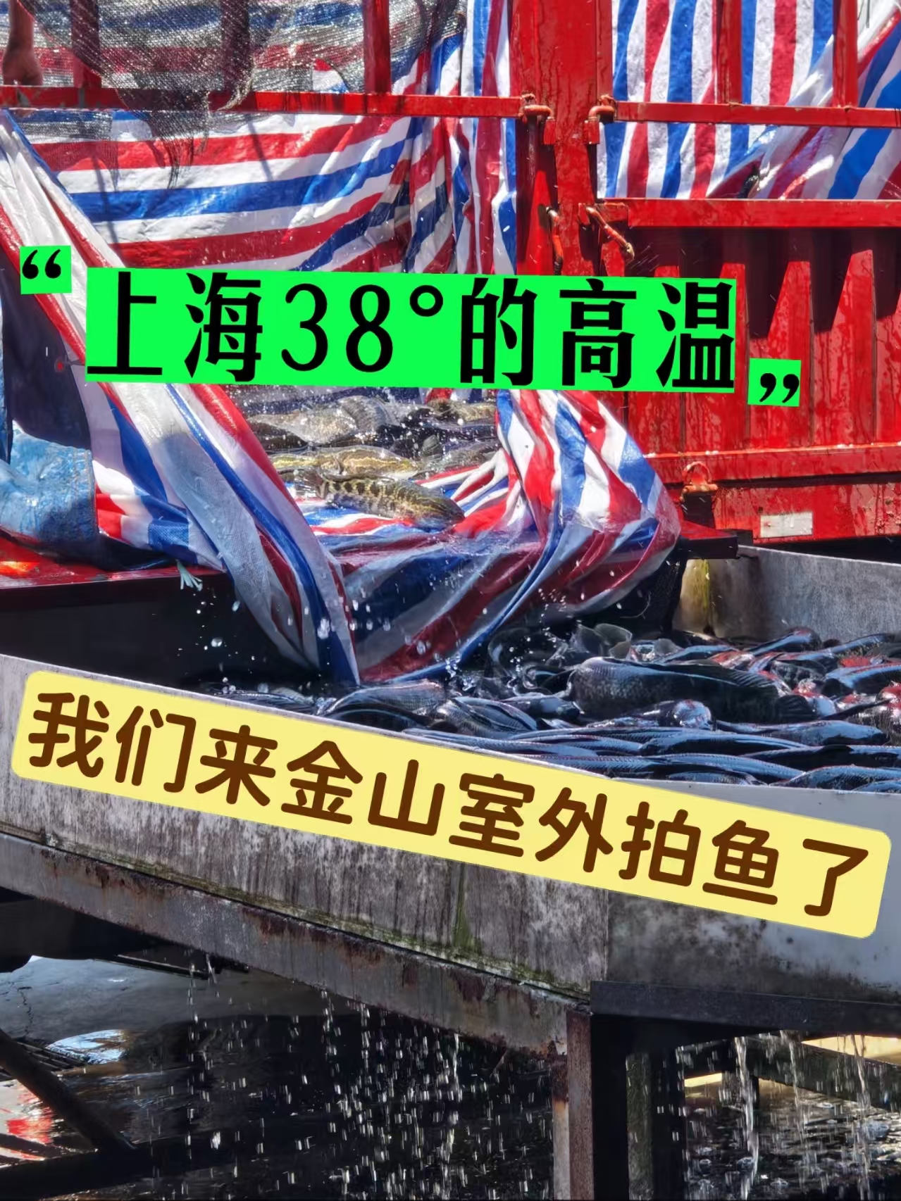 在上海 38℃高温,我们跑去金山拍鱼了